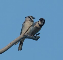 Blue Jay