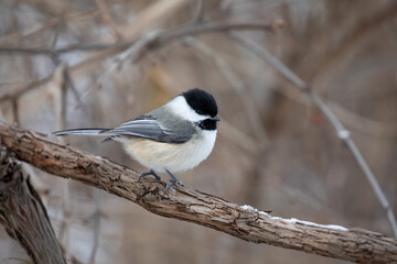 Black-capped Chickadee