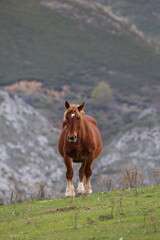Caballo