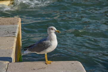 a white-gray seagull on the shore in Venice