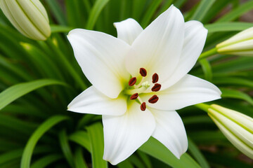 Fototapeta premium white lily flower