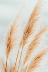 Soft feathery plumes of pampas grass sway gently against a pale sky, showcasing natural beauty and delicate textures.