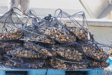 水揚げ直後の牡蠣 2026 03