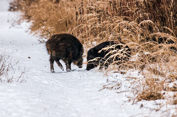 Two wild boars looking for food in the forest
