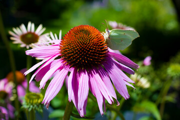 Echinacea purpurea with white butterfly 2025