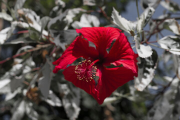 Kwitnący kwiat Hibiskusu 2025