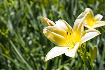 Kwitnący na żółto liliowiec 2025 © Krzysiek Cegiełka