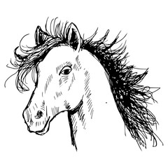Horse head with long mane. Hand drawn vector illustration.