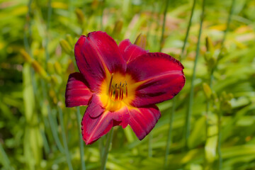 Obraz premium Kwitnący kwiat liliowca na zielonej łące 2025