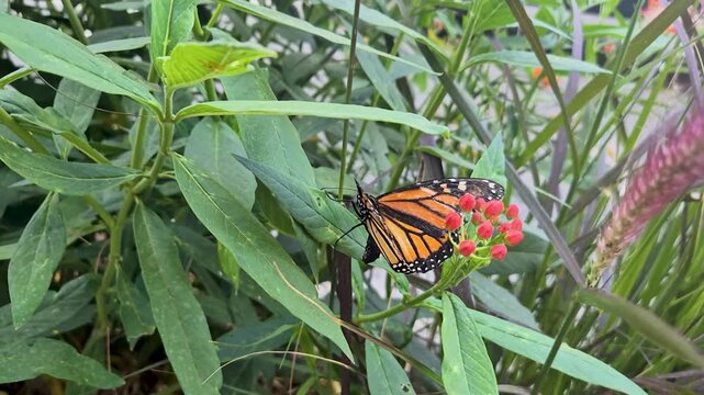 Butterfly resting on green plant.