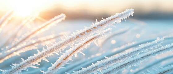 Frost covered grass stems in soft morning sunlight with sparkling ice crystals and gentle bokeh.