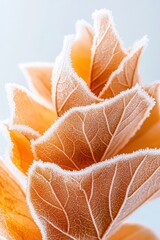 Golden autumn leaves covered in delicate frost crystals on a pale background