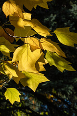 Bright yellow autumn leaves Tuliptree, American Tulip Tree, Tulip Poplar, Yellow Poplar, Whitewood glow in sunlight, hanging from branch against backdrop of blurred green foliage.