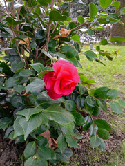 Vibrant pink camellia flower in full bloom, surrounded by lush green leaves on a bush in outdoor garden setting. Background includes more greenery.