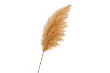 Dried pampas grass plume celebrating natural boho decor