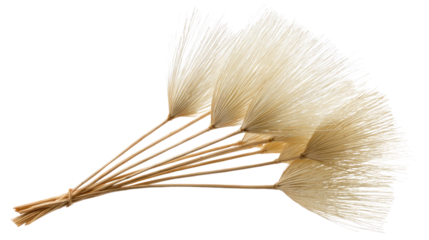 Dried decorative grass, isolated