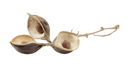 Dried seeds on branch