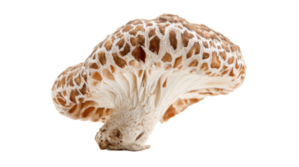 Elegant Mushroom on White