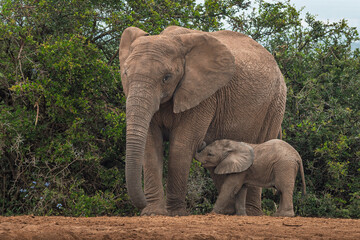 elephant family with baby walking slowly to the waterhole