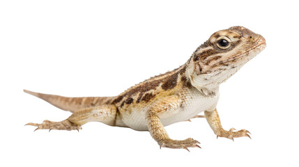 Fototapeta premium Lizard Isolated on White