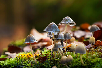 A cluster of Mycena mushrooms grows on a mossy surface, their caps glistening with moisture, showcasing the beauty of nature's small wonders.