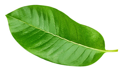 Obraz premium Exotic leaves isolated PNG. leaf macro studio photo on transparent background PNG