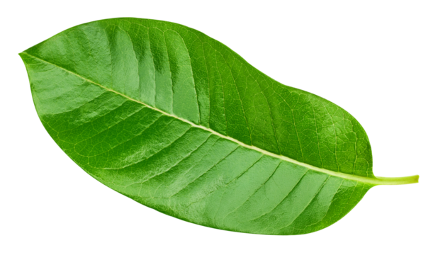 Exotic leaves isolated PNG. leaf macro studio photo on transparent background PNG - Powered by Adobe