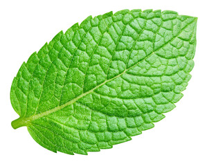 Obraz premium Mint leaves isolated on transparent. Mint PNG. Mint top view