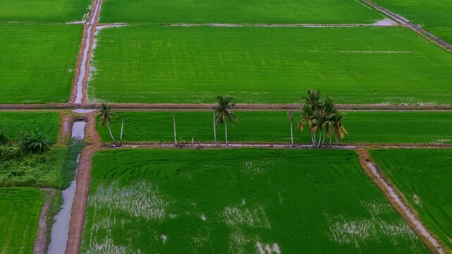 Field of green rice with palm trees in the background. The field is divided into four sections
