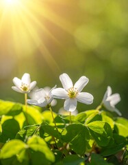 Blooming wood sorrel, featuring white petals and trifoliate leaves, bathed in sunlight against a blurred green backdrop