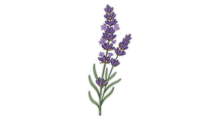 Obraz premium Lavender flowers in vibrant purple color with green leaves in soft watercolor style on white background for botanical illustration