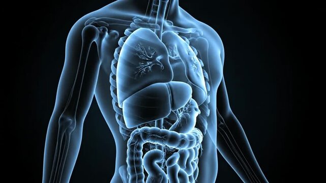 Human body anatomy illustration showing internal organs from a frontal viewpoint