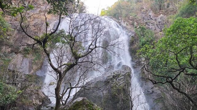 Majestic Waterfall Cascading Down Rocky Cliff With Tranquil Splashing Water In Lush Green Forest Tree Landscape Nature Stone River Wild Tropical Jungle Serene Atmosphere Outdoor Leafless Branch