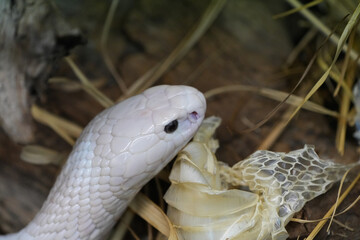 Portrait of a shed monocled cobra. Reptile in close-up. Naja kaouthia.
