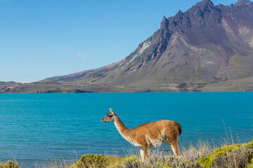 Obraz premium Guanaco