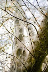 Close-up of the web of moth larvae on a plant.
