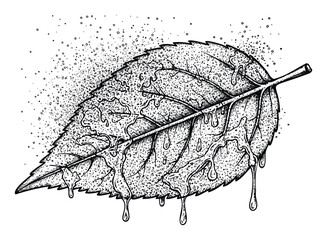 Hand drawn leaf covered in water droplets and dripping liquid, excellent for nature themed visuals, organic product packaging, or environmental awareness campaigns