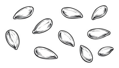 Engraved style monochrome botanical illustration of scattered oval seeds suitable for agricultural content, natural ingredient packaging, educational resources, health food promotion, and