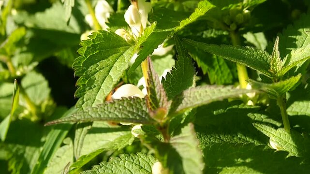 Lamium album plant in the garden a bee collecting pollen