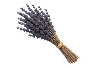 Dried lavender bunch tied with twine on a transparent background