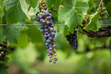 Ripening Grapes Vineyard Harvest Season
