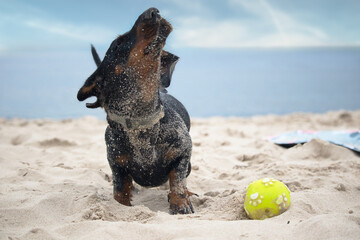 Radosny pies bawiący się piłką na piaszczystej plaży.
A happy dog playing with a ball on a sandy beach.