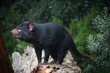 Australia, Tasmanian Devil is a carnivorous marsupials only found on the island state of Tasmania. It is strictly protected because the population of devils was close to extinction.