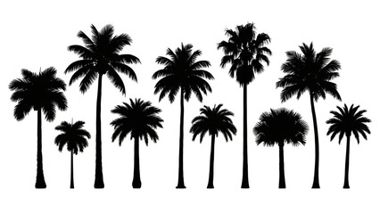 Palm Trees Silhouette Collection in Various Heights and Shapes on White Background for Tropical Design