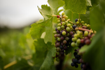Unripe grapes veraison vineyard growth wine production