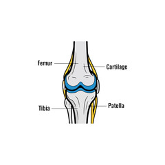 Human Knee Joint Anatomy Diagram Illustration.