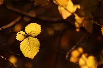 foglie gialle nel bosco in autunno