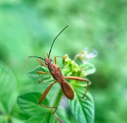 Brown insect on green leaf