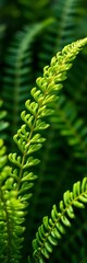 Fototapeta premium Delicate unfurling fronds evoke nature's renewal and lush greenery, forest, foliage