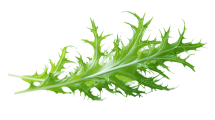Spotted green leaf shows unique natural beauty leaf displays distinct white speckles on green surface